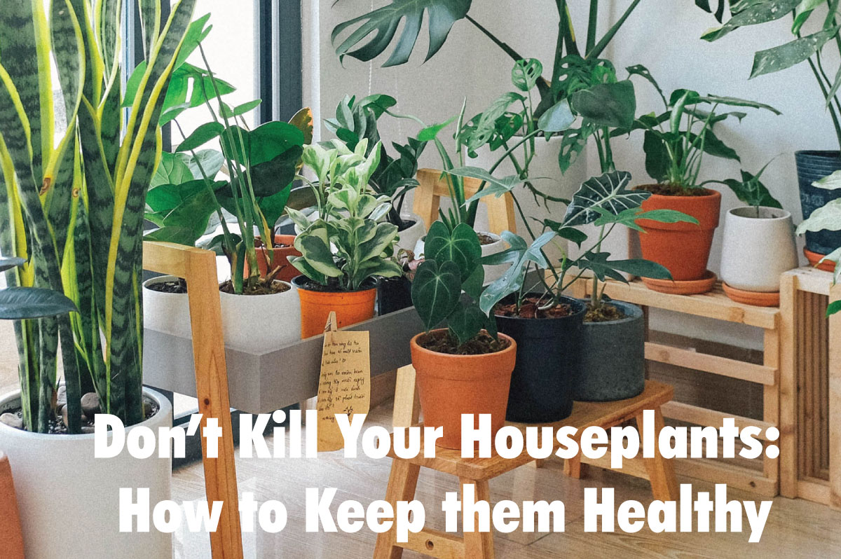 Don’t Kill Your Houseplants